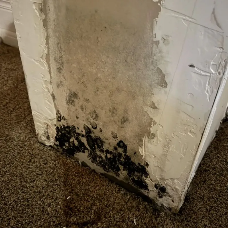 Professional Mold Removal in Riverside, CA
